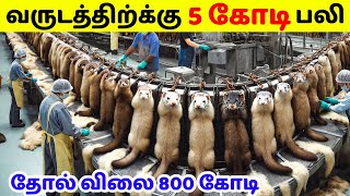 மனிதனுக்காக அழிக்கப்படும் விலங்குகள் | Mink Fur Processing And Civet Coffee | Tamil Amazing Facts