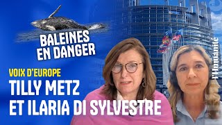 Baleines en danger : comment l'Europe peut les protéger