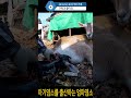 아기염소가 태어나는 경이로운 과정. 염소 goat