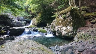 半年ぶりの渓でかわいいイワナ達に出会う【渓流ベイト】