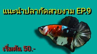 แนะนำ #ปลากัด สวยงามEP9 เริ่มต้น 50.-