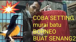 SETTING MURAI BATU BORNEO EPS.1\nMembeli MURAI BATU Borneo Mahal Untuk Bersenang2