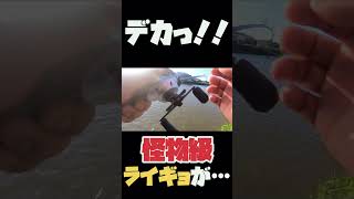 【怪魚】足元から怪物級ライギョが！snakehead！