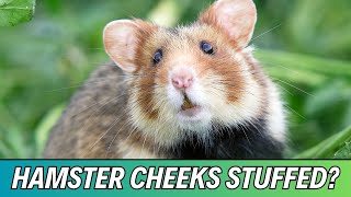 🐹 10 Hamster Facts You Won't Believe! 🐾