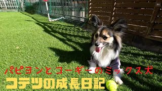 【パピヨンとコーギーのミックス犬】愛犬コテツとパパのお庭遊び　Playing in the garden with my dog, Kotetsu