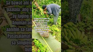 January 26, 2025 #harvest #bananaharvest #shorts #simplengbuhayprobinsya #farming