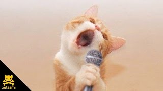 Top 28 Kitten Cat Songs | Cat Song Very Nice So Cute For Kids