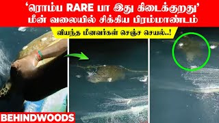 'ரொம்ப RARE பா இது கிடைக்குறது' மீன் வலையில் சிக்கிய பிரம்மாண்டம்...வியந்த மீனவர்கள் செஞ்ச செயல்..!