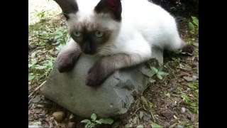 石を抱くシャム猫ちゃんFavorite Siamese cat stone 【いなか猫９８１】japanese funny cat