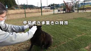 甲斐犬の驚くべき特技★必見★いわき市ドッグラン