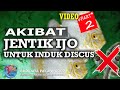 JENTIK UNTUK INDUK DISKUS 80% SEMUA BERTELUR  By. TBA NEKOS (ThreeBrothersAquatic)