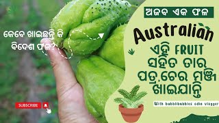 ଏମିତି ଏକ fruit ଯାହାର ଫୁଲ ଫଳ seeds ଚେର ସବୁ ଖାଇଯାନ୍ତି Australian ମାନେ #newfruit #allegator pear