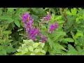 showy tick trefoil native plant profile