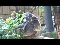 一生懸命背中にくっついてるコアラの赤ちゃん【かわいい／動物】　cute animal koala baby