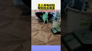 主人用电蚊拍帮狗狗去跳蚤狗子好像已经习以为常#一定要看到最后#监控下的一幕#内容过于真实