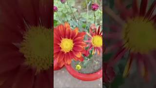 আজ এই গাছটি ফুলে ভরে আছে😍#youtubeshorts #flowers #garden #beautifulflowersintheworld #love #nature