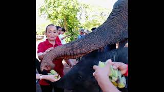 តារាសម្ដែង រ៉េតរ៉ូស និង ដំរីខ្មែរ