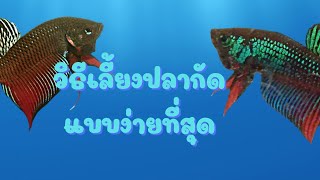 ปลากัดL.F.|วิธีเลี้ยงปลากัดแบบBasicเรียบง่ายไม่ยุ่งยาก