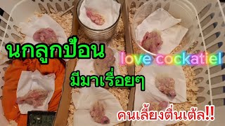 นกลูกป้อน🐣มีมาให้แม่นมตื่นเต้ลอีกแล้ว🎉💕#นกบ้านน้องปลื้ม #คนรักนกแก้วcockatiel🐣