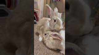 그루밍 해주는 토끼_a rabbit grooms his brother