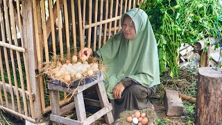 Mengambil Telur Kampung di Kandang | Masak Gulai Telur, Tumis Pakcoy, Brownis Singkong, dan Sambal