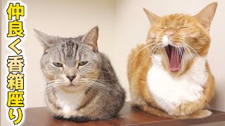 2匹並んで香箱座りをする姿が可愛い猫ズ【猫 かわいい】