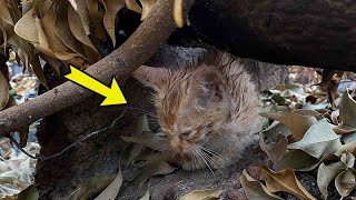 Abandoned kitten in freezing weather, wet and shivering from hunger, shrink to protect themselves