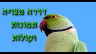 דררה מצוייה תמונות וקולות