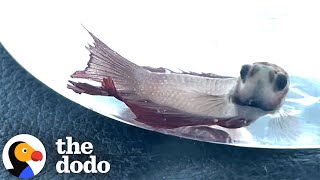 Neglected Petstore Fish Completely Transforms Color | The Dodo