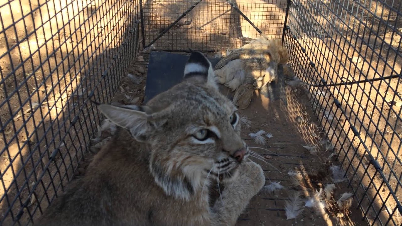 Catching Bobcats In Live Traps At Martha Brugger Blog