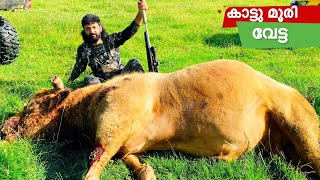 കാട്ടു കാള വീണു,wild bull hunting,Wild bull,Best hunting,Dangerous animal, wild, hunting