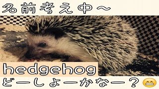 ハリネズミの名前を考え中～：Hedgehog