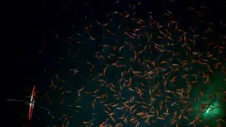 ホタルイカきれいに湧きました～！（2016.4.9）firefly squid