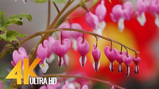 Beautiful Backyard Flowers on a Sunny Day - 4K Relaxation Video \u0026 Calm Garden Sounds - 7 HOUR