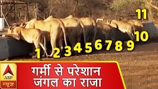 गर्मी से परेशान 'जंगल का राजा', एक साथ पानी पीते नजर आए 11 शेर | ABP News Hindi