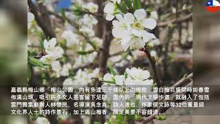 欣賞專屬梅景趁現在 嘉縣梅山公園正梅好