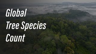 First-of-its-kind estimate of the total number of tree species worldwide