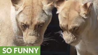 White lioness shocked by male lion's advance