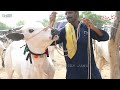 Today Domail Mandi Fatehjang Rate’s update`09Aug2024-Part05Sunny Video Fateh Jang Cow Mandi 2024