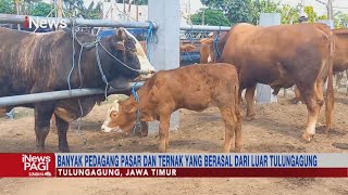 Cegah Penularan PMK, Pemkab Tulungagung Tutup Sementara Pasar Hewan #iNewsPagi 14/05