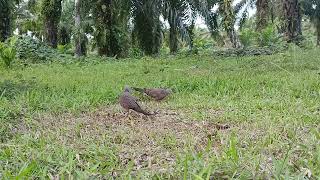 Fighter Tekukur pikat vs Tekukur liar   yg paling  G4N4S 👍