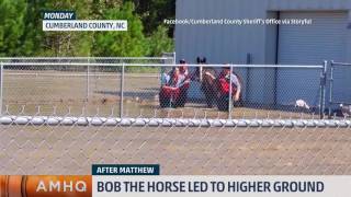 Animals Evacuated During Matthew