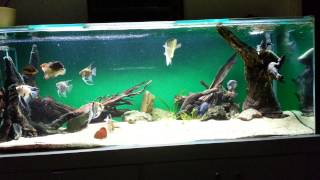 600 litre neotropical cichlid aquarium feeding