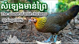 សំឡេងមាន់ព្រៃ The sound of wild chickens