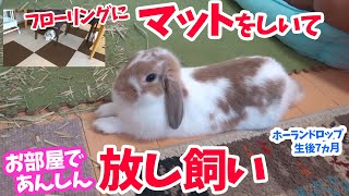 【うさぎ】マットをしいてお部屋であんしん放し飼い。ホーランドロップ（たれ耳うさぎ）生後７ヶ月のチョコちゃんが自由にお部屋をさんぽ。足に負担のかかるフローリングを改善。かわいくて癒されます！