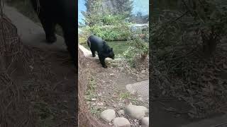 [ Asian Black Bear ] 亞洲黑熊 亚洲黑熊