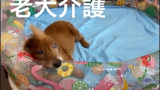 大場久美子【老犬介護No.９】わん太君のお薬の話