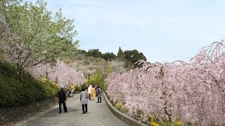 2017鳴門の桜 花見山（2017年4月8日）