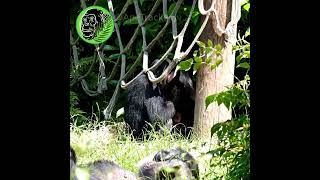 Baby Chimps Playing Together #shorts