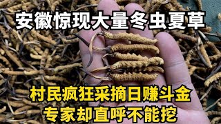 安徽惊现大量冬虫夏草，村民疯狂采摘日赚斗金，专家却直呼不能挖